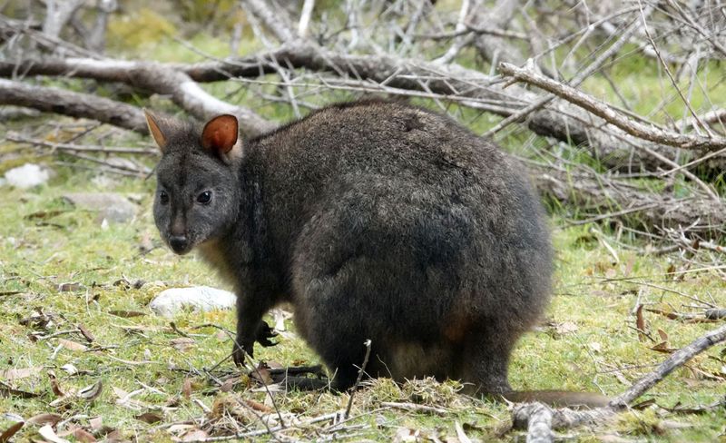 Tasmanian Pademelon