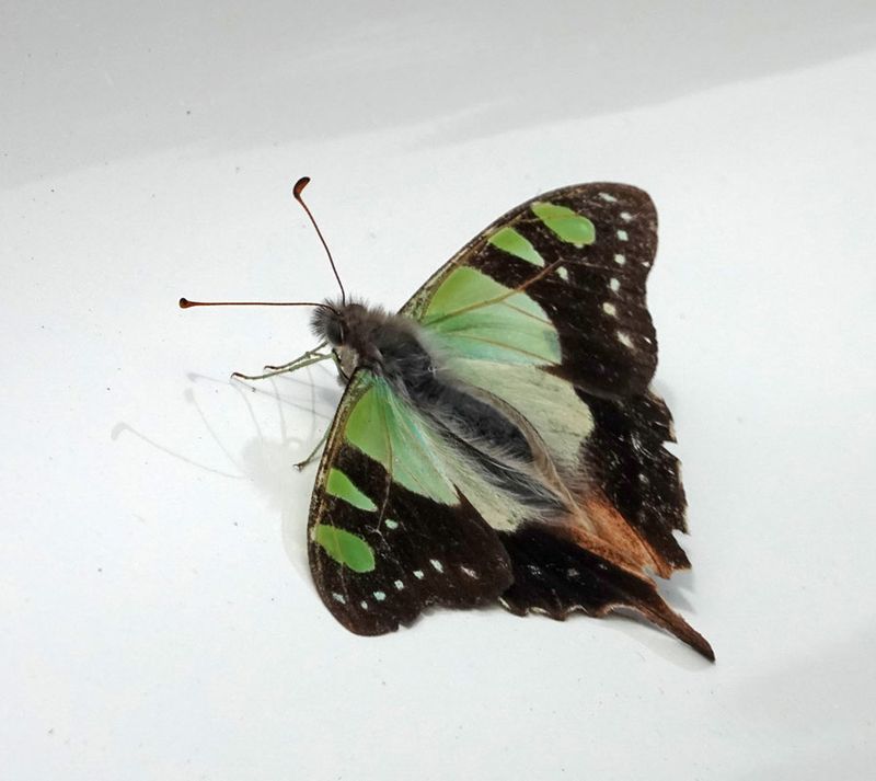 Macleays Swallowtail
