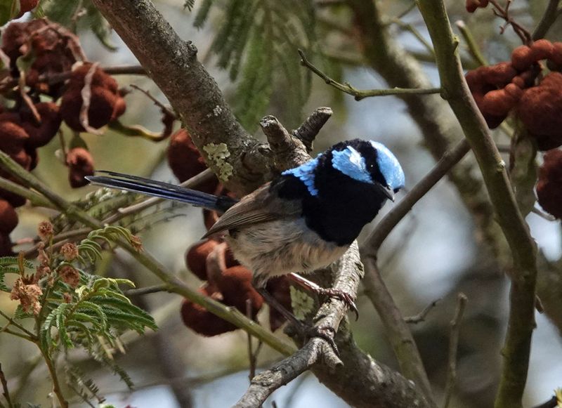 Superb Fairy-wren