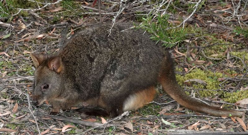 Tasmanian Pademelon