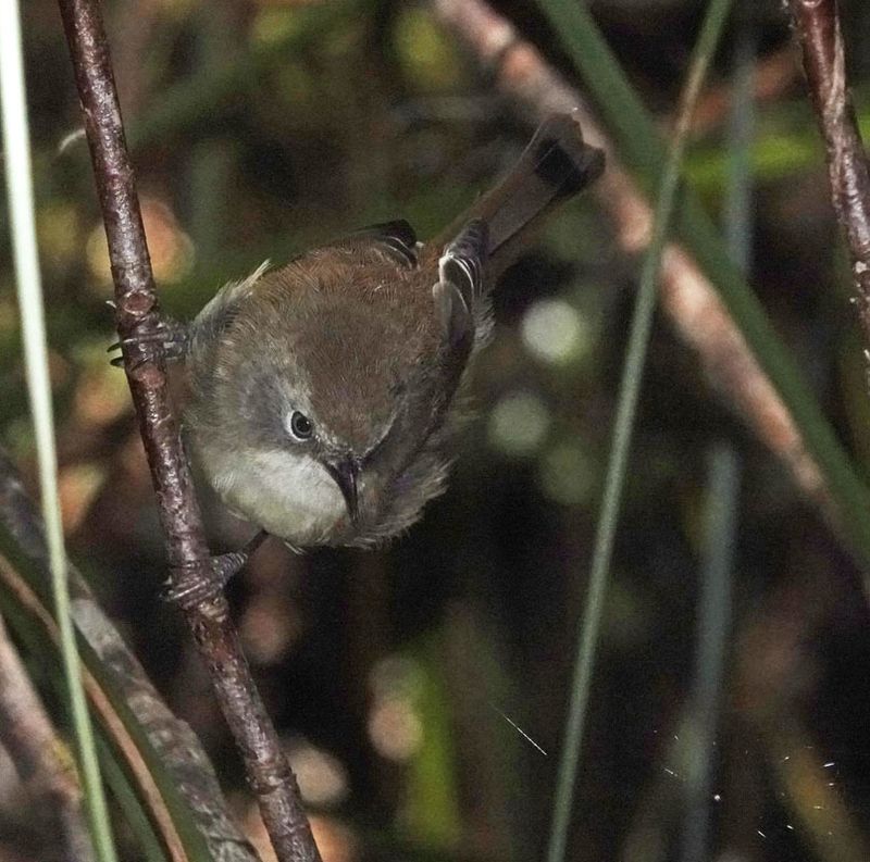 Scrubtit
