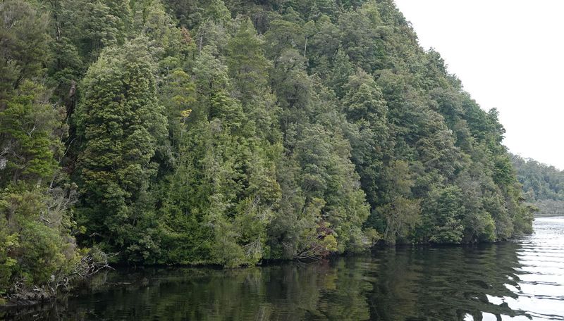 riverbank rainforest