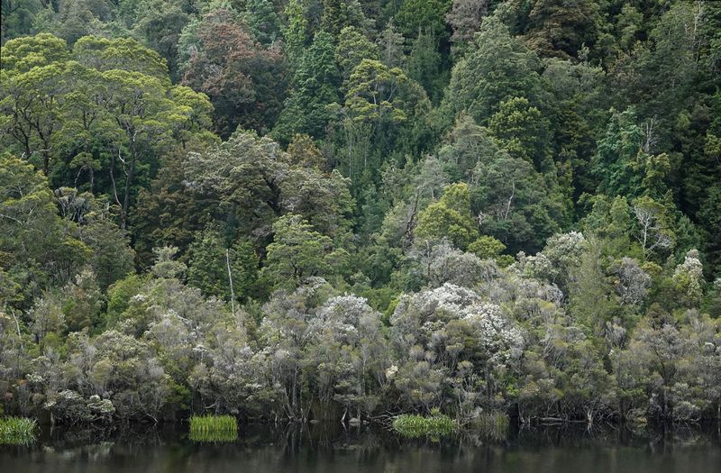 riverbank vegetation