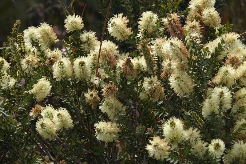 Scented Paperbark