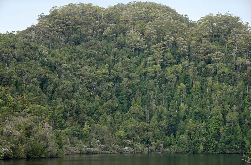 cool temperate rainforest & eucalypt forest