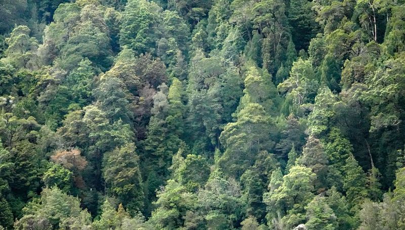 cool temperate rainforest