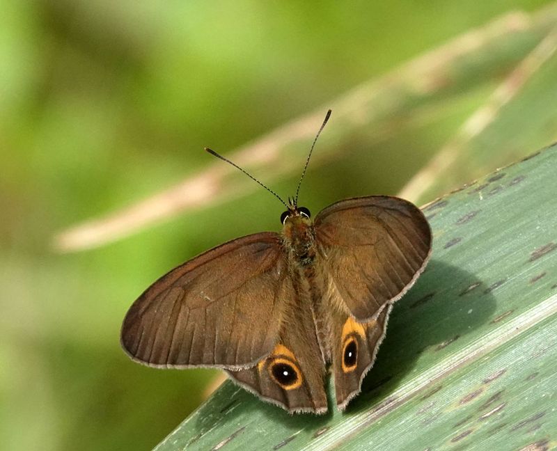 Brown Ringlet