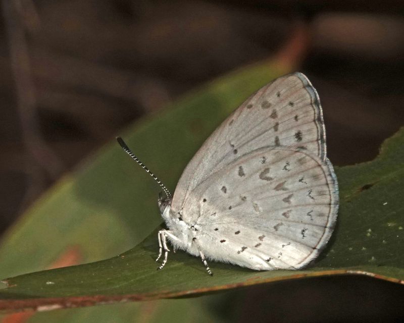 Small Dusky-blue