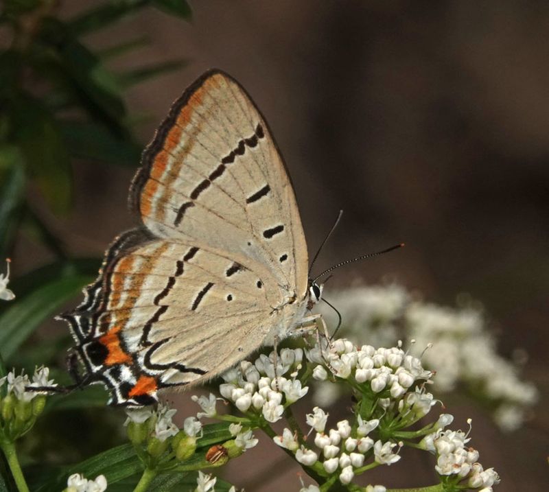 Imperial Hairstreak