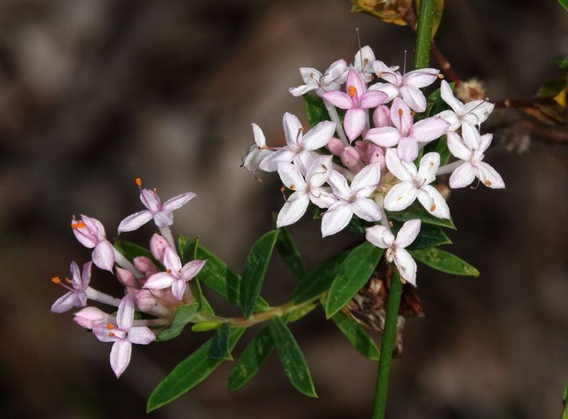 Slender Rice-flower