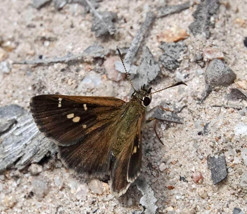 Banded Grass-skipper