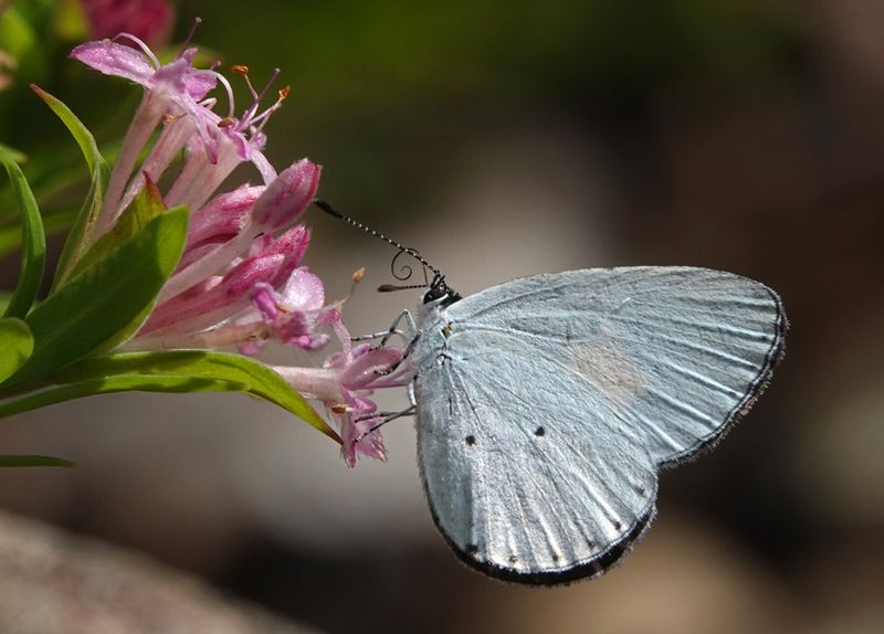 Yellow-spotted Blue