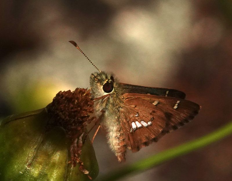 Barred Skipper