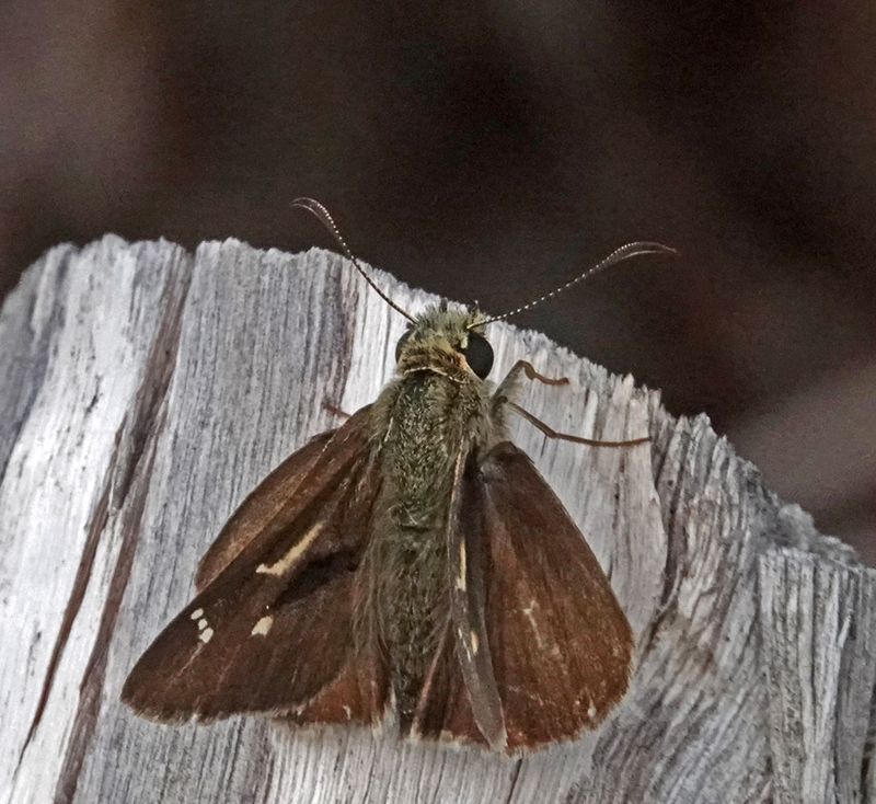 Dingy Grass-skipper