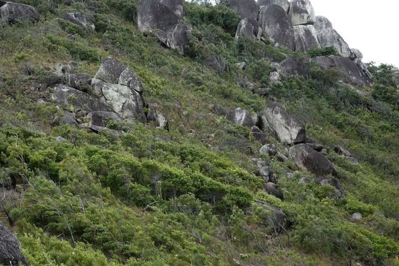 wind-exposed heath