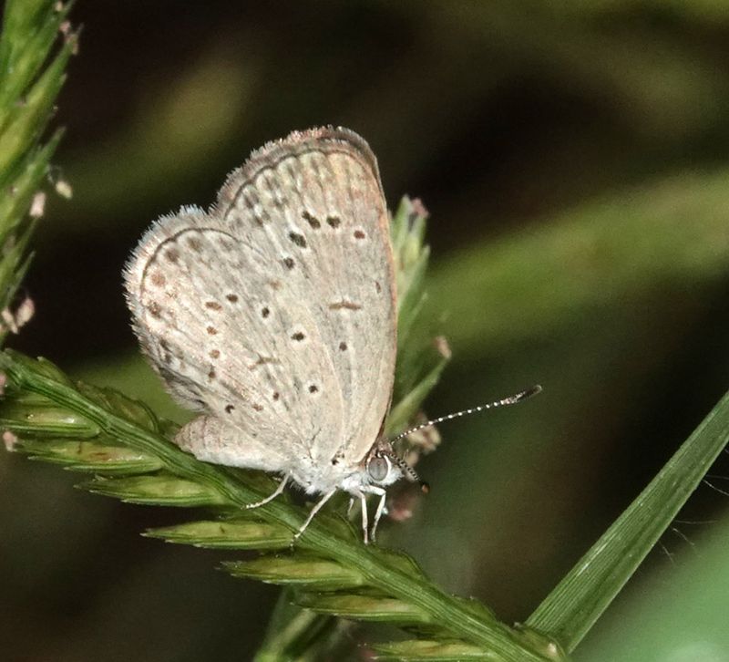 Spotted Grass-blue