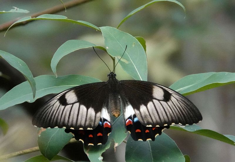 Orchard Swallowtail
