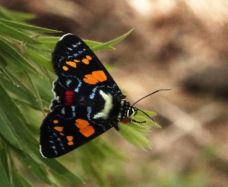 Joseph's Coat Moth