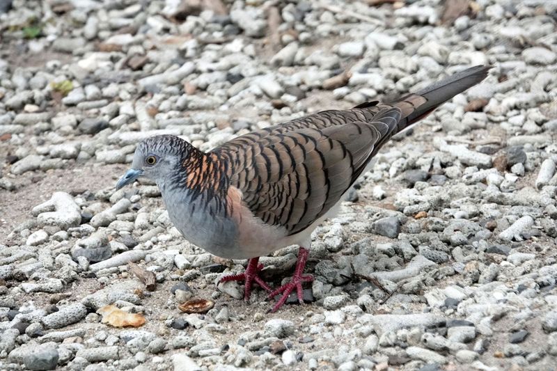 Bar-shouldered Dove