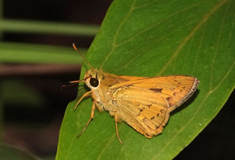 Pale-orange Darter