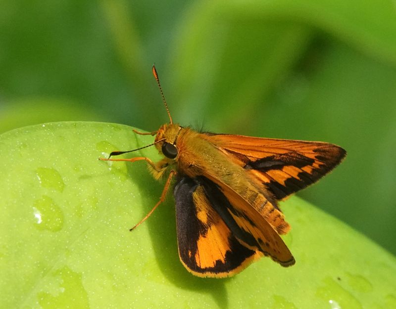 Bright-orange Darter