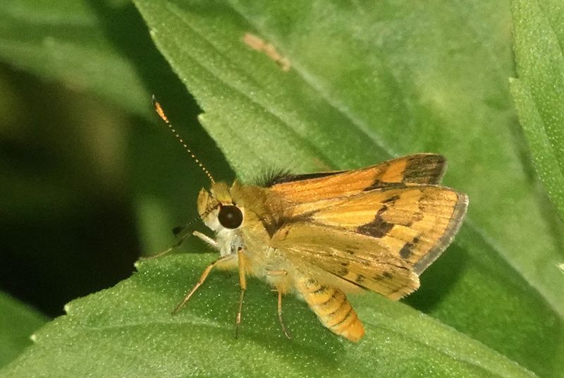 Orange Grass-dart