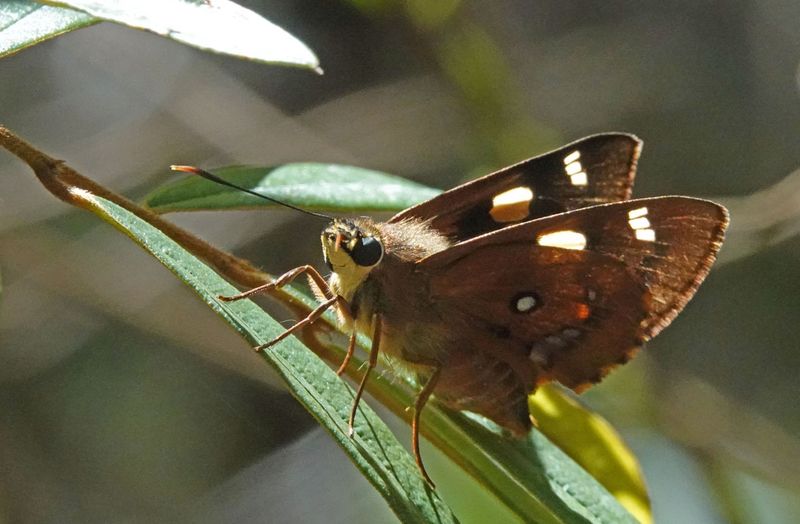 Splendid Ochre