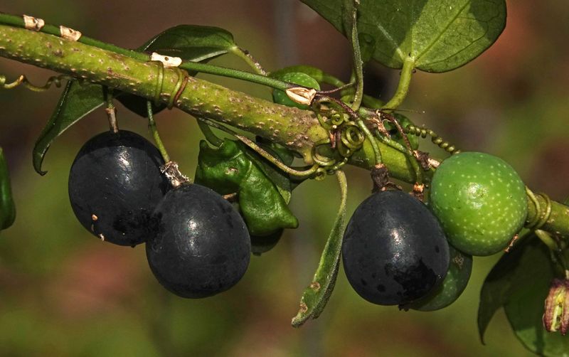 Corky Passion-vine