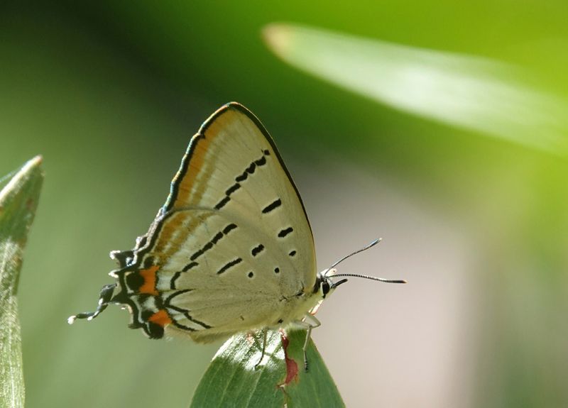 Imperial Hairstreak