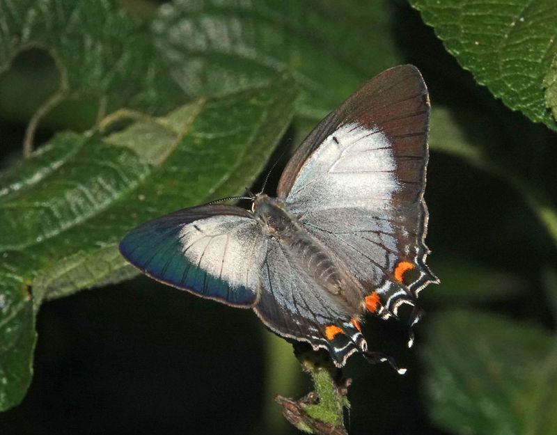 Imperial Hairstreak