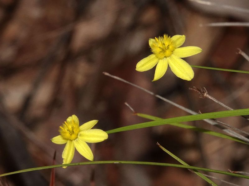 Yellow Rush-lily