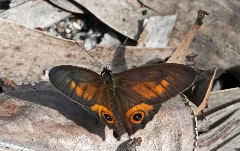 Orange-streaked Ringlet