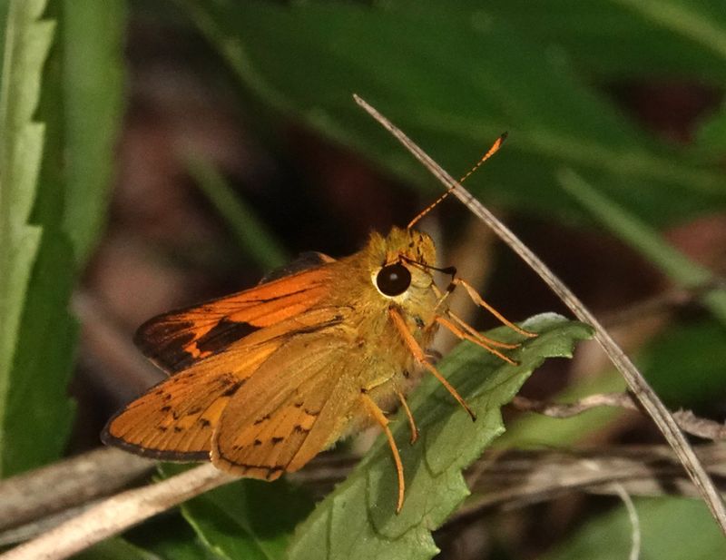 Narrow-brand Darter