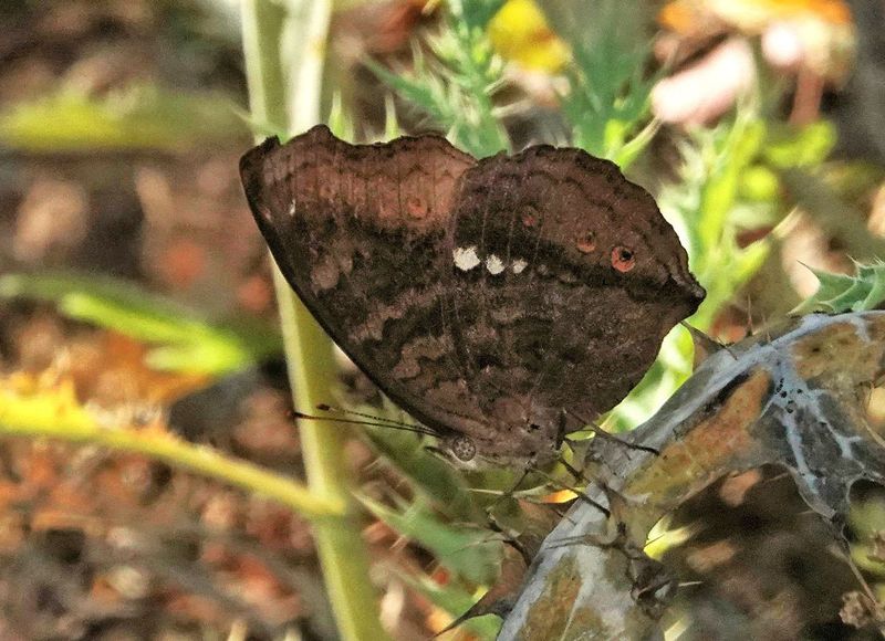 Chocolate Argus