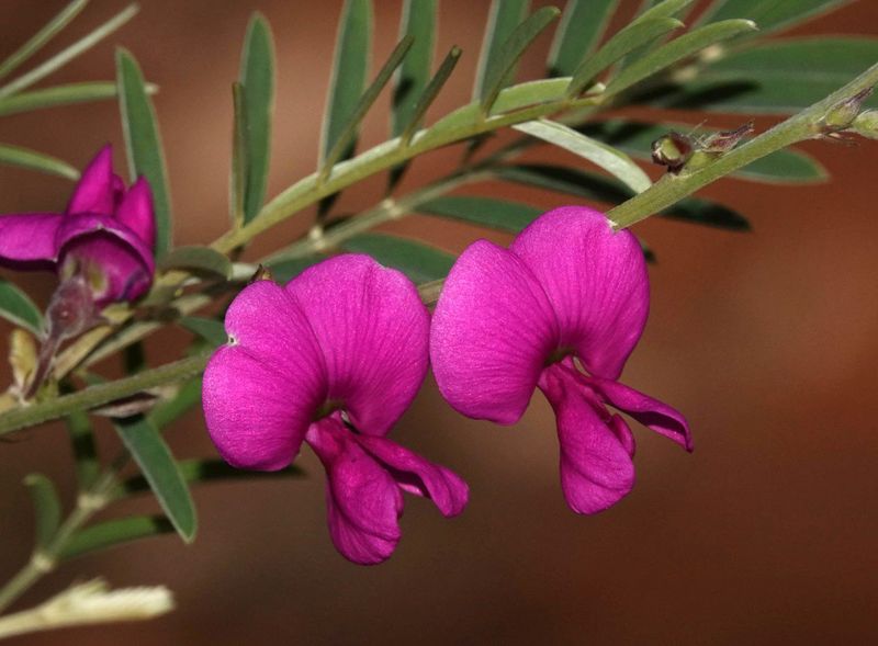 pea-flower