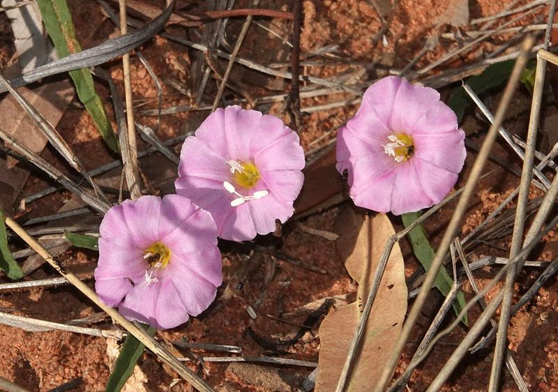 delicate ground cover