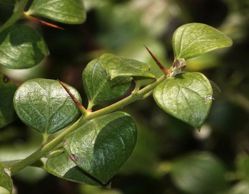friendly plant