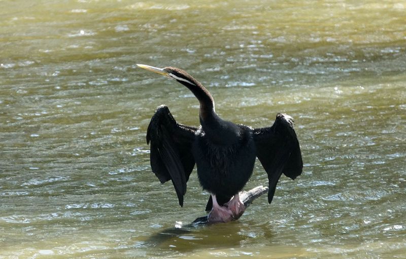 Australasian Darter
