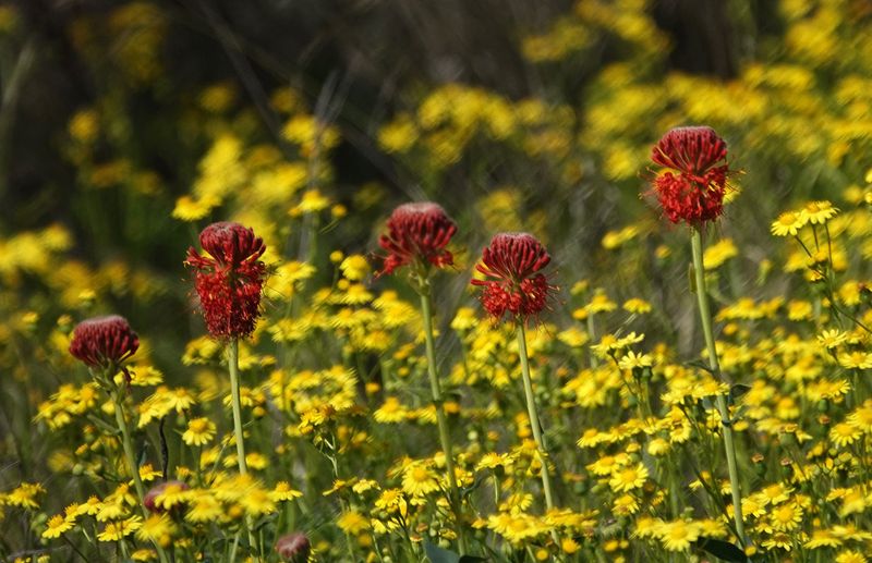 roadside wildflowers