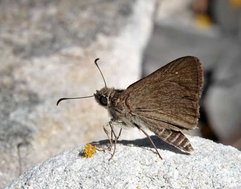 Grey Sedge-skipper