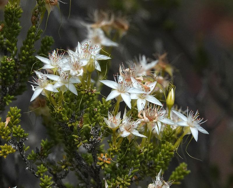 Common Fringe-myrtle