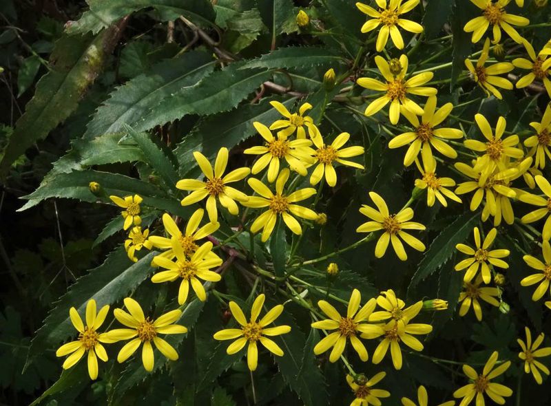 Almond-leaved Senecio
