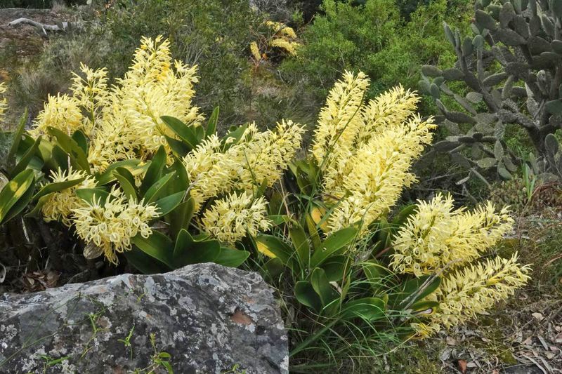 Rock Orchid