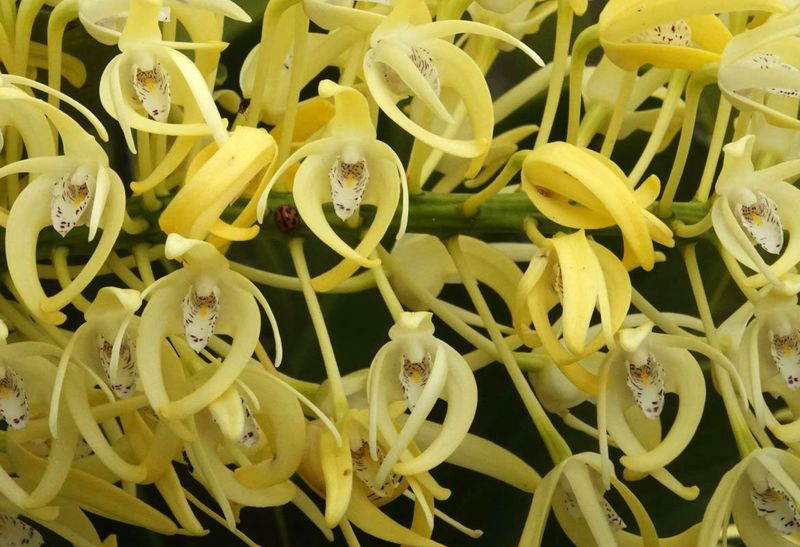Rock Orchid