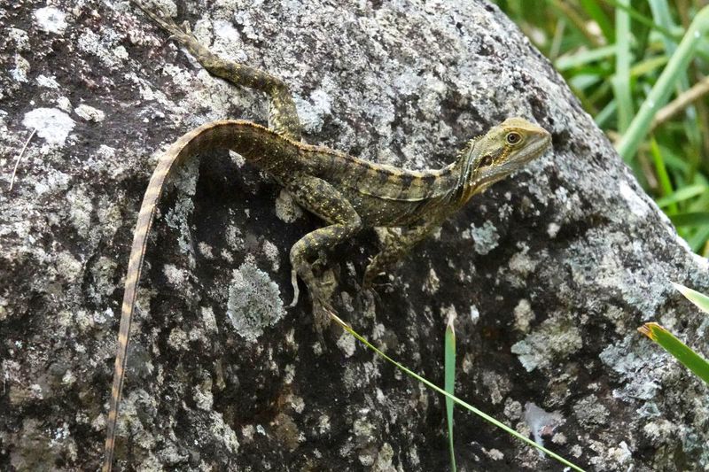 Eastern Water Dragon