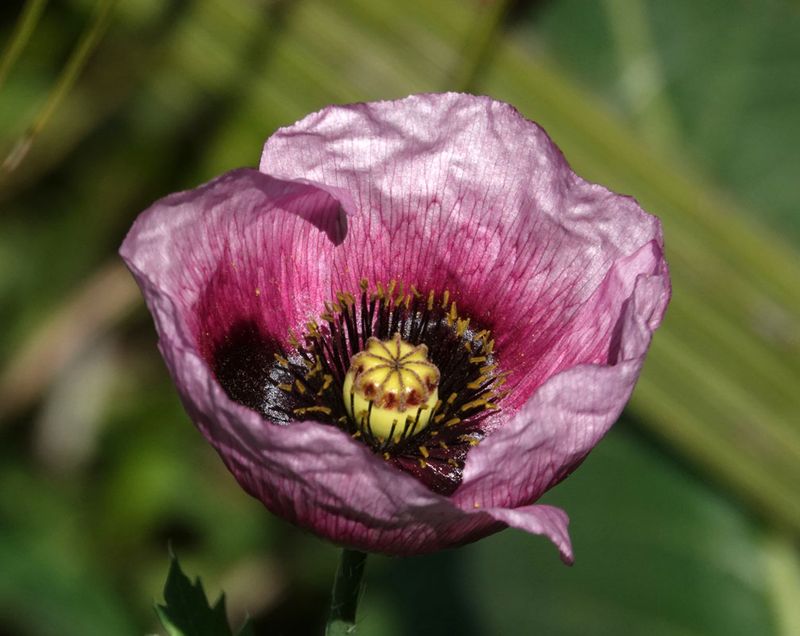 Small-flowered Opium Poppy