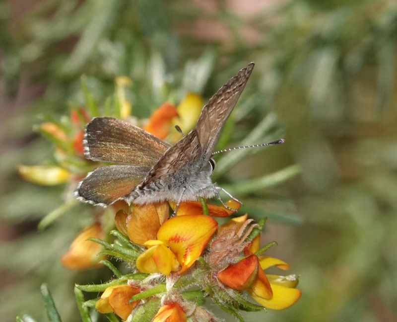 Fringed Heath-blue