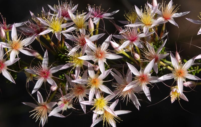 Pink Fringe-myrtle