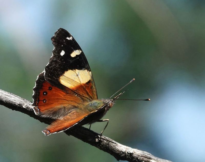 Yellow Admiral