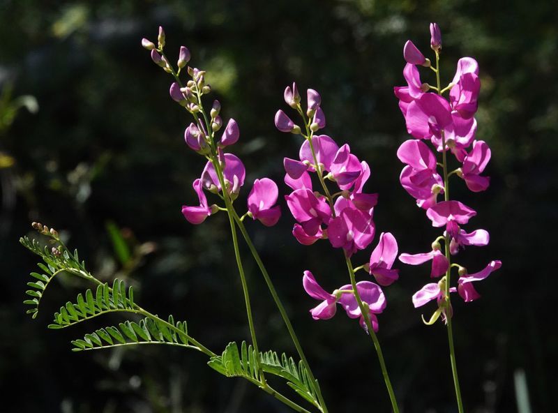 Smooth Darling-pea